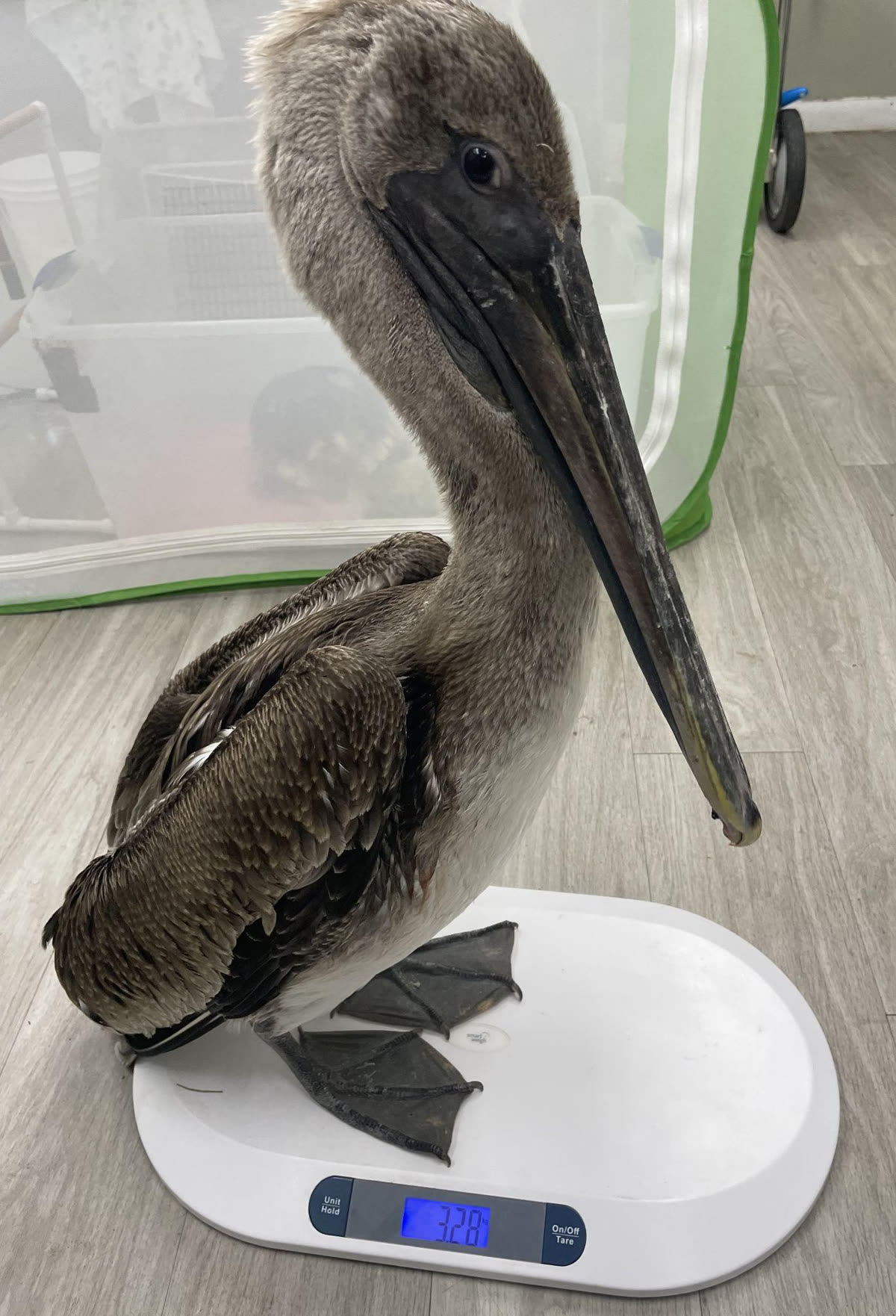A brown pelican on the intake scale