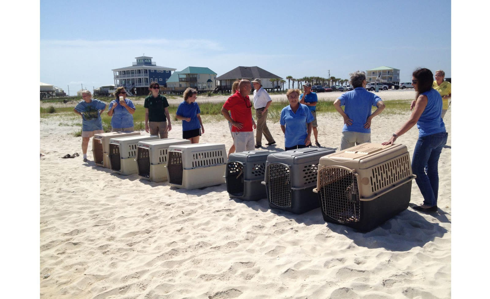 Pelican release on the beach, carriers open